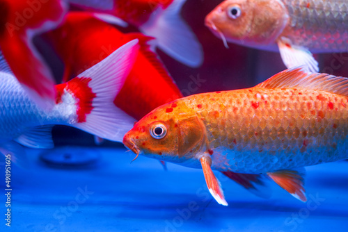 Close-up of big koi carp raised in professional fish tank