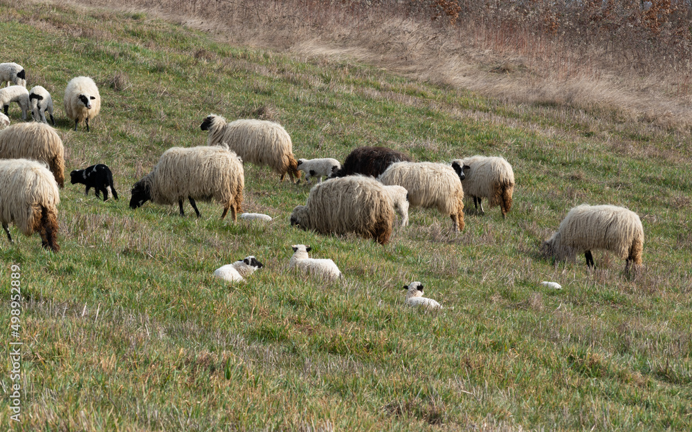 Flock of sheep grazing grass and lambs resting in grass on hillside in spring, domestic animals in pasture with offspring