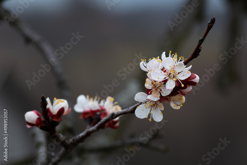 Apricot branch in bloom close up during overcast spring day, flowers on branch