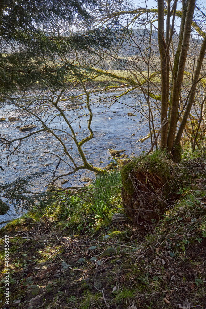 View of the River Esk through wooded river side. Upstream from the bridge at Bentpath