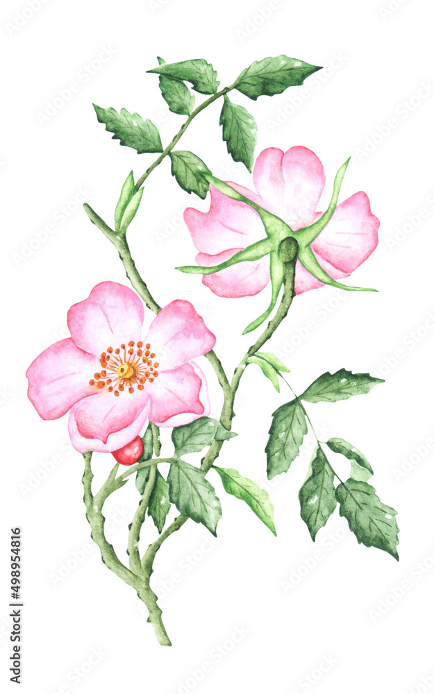 Pink rosehip watercolor illustration. Blooming garden. Watercolor wild rose. Flora, botany, plant. Summer flower. Bud, petals, leaves. Illustration isolated. For printing on postcards, stickers