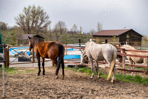 horses in a field © Александр Ульман
