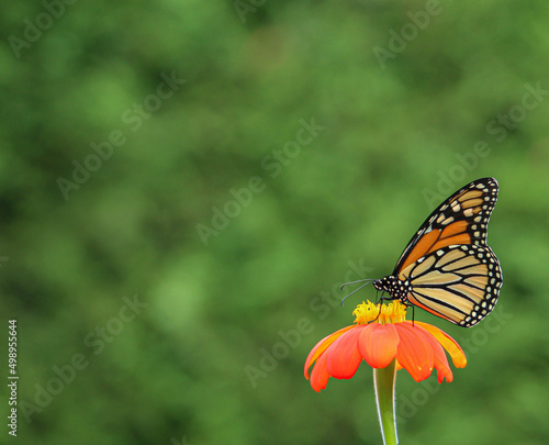 monarch butterfly on an orange flower with copy space © K E Regan