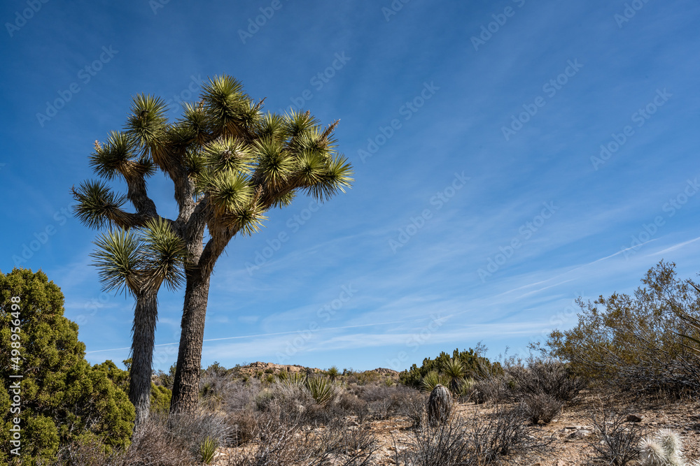 Small Grove of Joshua Trees with Scenery to Right Small Grove of Joshua Trees with Scenery to Right