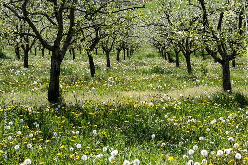 Fototapeta Naklejka Na Ścianę i Meble -  flowery spring in lot et garonne in the plum trees