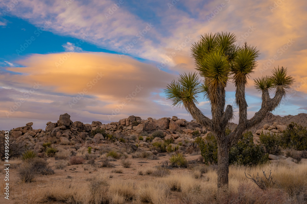 Soft Light Highlights A Young Joshua Tree With Linticular Clouds Glowing Orange In the Distance