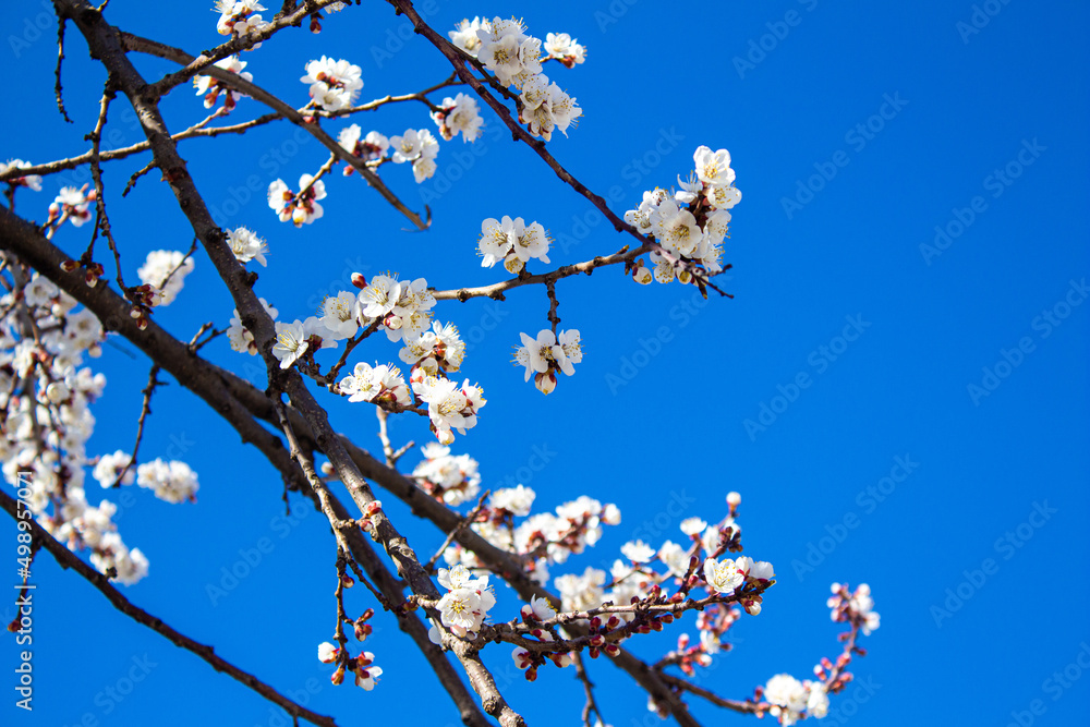 Flowers background. Spring flowers on tree branches. Flowers background. Spring flowers on tree branches.