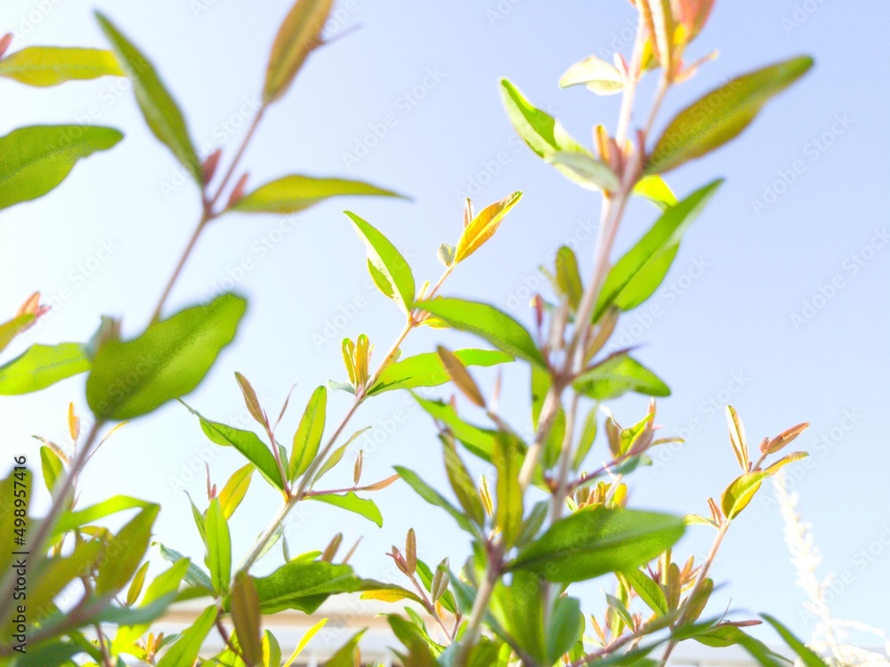 Naklejka premium Green Plants in a Sunny Day