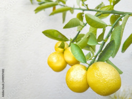 Fresh Lemons in a Garden