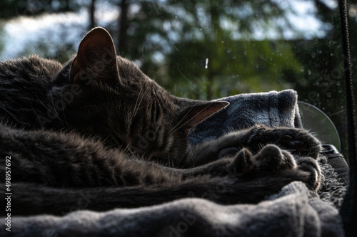 Sleeping cat