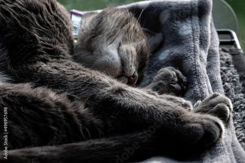Sleeping cat