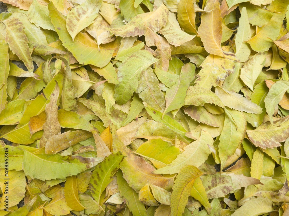 Green Leaves Texture for Background Green Leaves Texture for Background