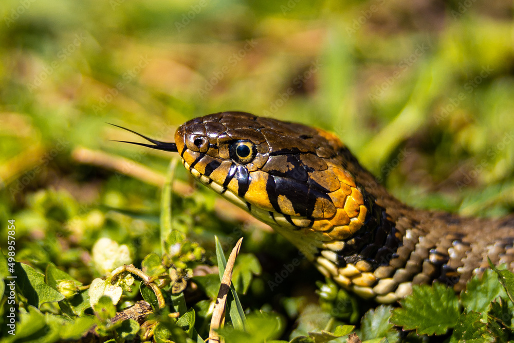 Common grass non-venomous snake on a grass field in the sun. Snakes black tongue is out. Macro shot of a snake. High quality photo Common grass non-venomous snake on a grass field in the sun. Snakes black tongue is out. Macro shot of a snake. High quality photo