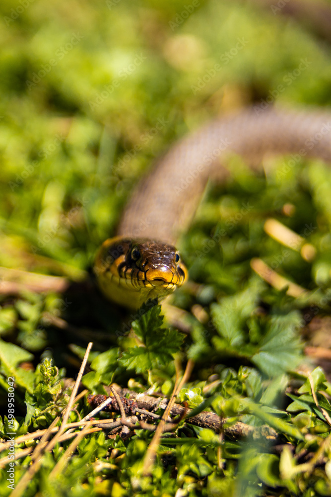 Obraz premium Common grass non-venomous snake on a grass field in the sun. Snakes black tongue is out. Macro shot of a snake. High quality photo