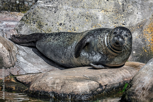 Common seal also known as harbor seal. Latin name - Phoca vitulina  © Mikhail Blajenov