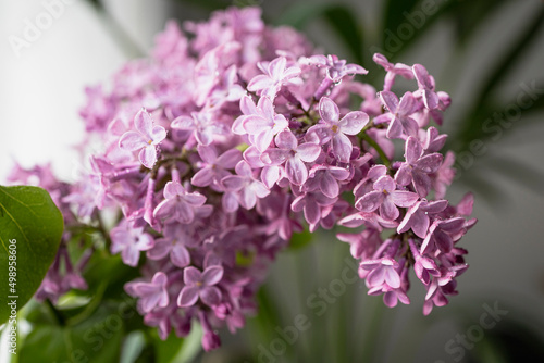 Fresh lilac bouquet. Beautiful lilac flowers bouquet background
