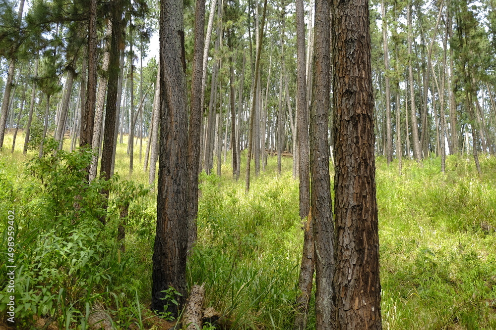 tropical rainforest. tall trees and grass tropical rainforest. tall trees and grass