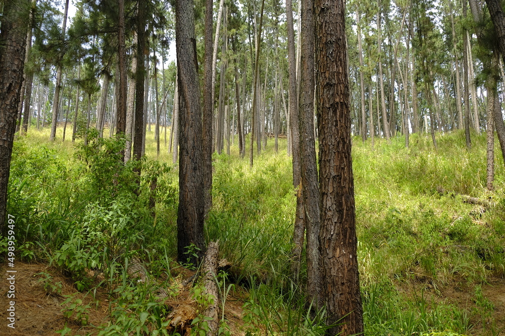 tropical rainforest. tall trees and grass