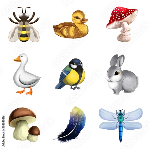 Set of illustrations of birds mushrooms insects