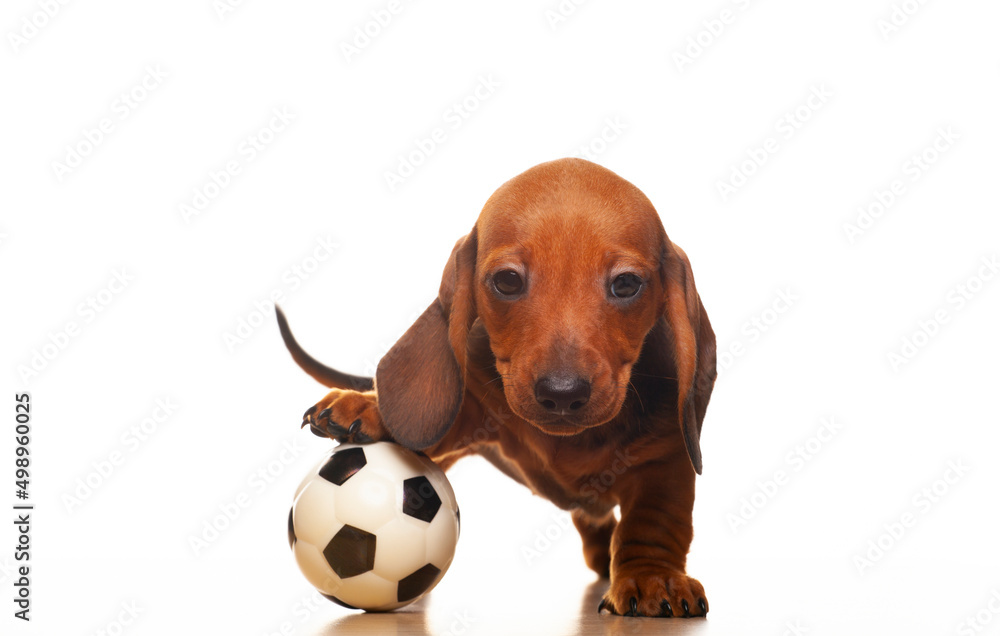 image of dog ball white background 