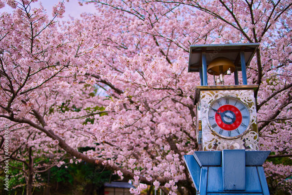 桜と時計