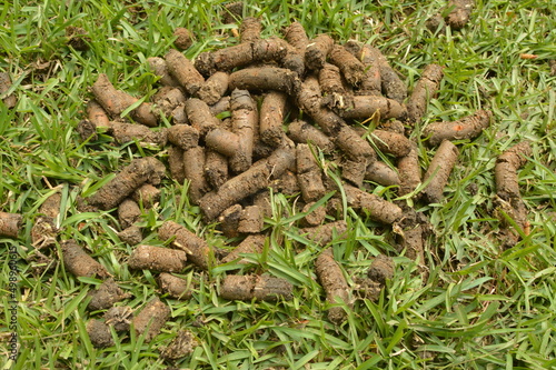 Pile of soil plugs from lawn core aeration 