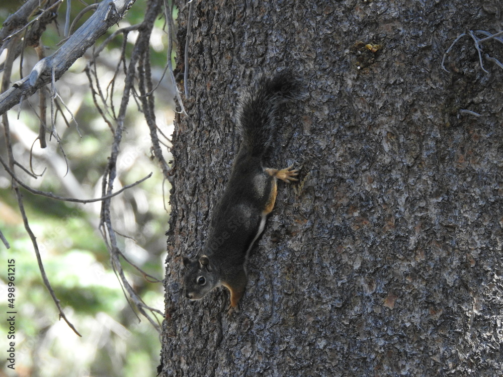 A Douglas Squirrel perched on a pine tree in the Eastern Sierra Nevada Mountains, Mammoth, Mono County, California. A Douglas Squirrel perched on a pine tree in the Eastern Sierra Nevada Mountains, Mammoth, Mono County, California.