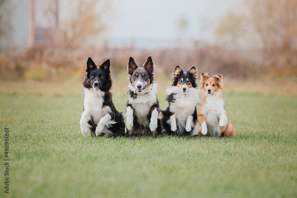 Dog sport competition. Running dog. Dog frisbee