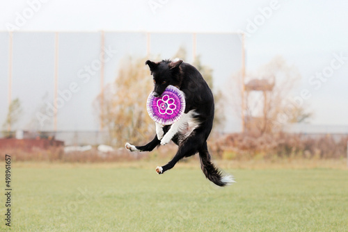 Border collie dog catches a flying disc. Dog sport. Active dog. Dog competition