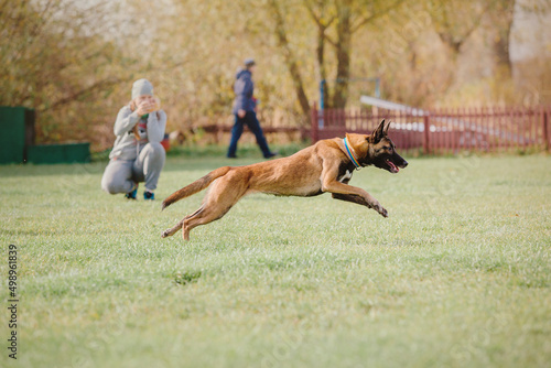 Dog catching flying disk in jump, pet playing outdoors in a park. sporting event, achievement in sport © OlgaOvcharenko