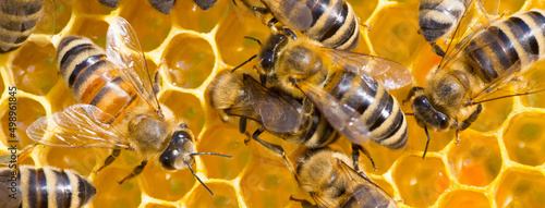 Closeup of bees working in the hive in summer