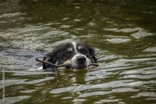 Dog is swimming in lake. She is not good swimmer ad she do not like water.