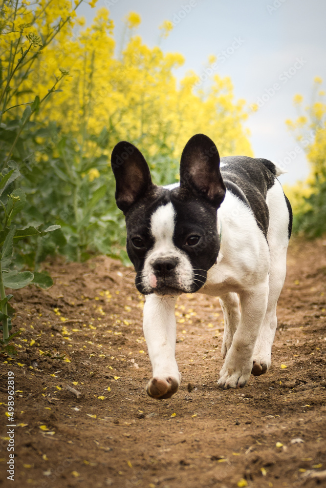 Puppy of french bulldog is running in yellow colza. He is running for his breader Puppy of french bulldog is running in yellow colza. He is running for his breader