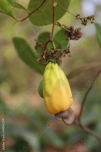 cashew nut on a branch