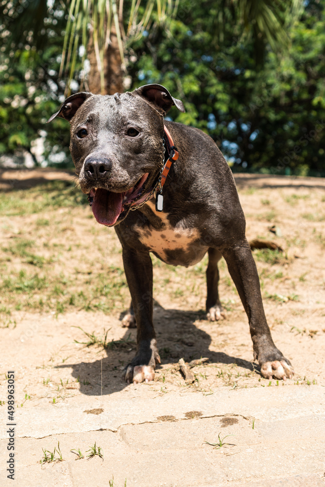 Pit bull dog playing in the park. The pitbull takes advantage of the sunny day to have fun