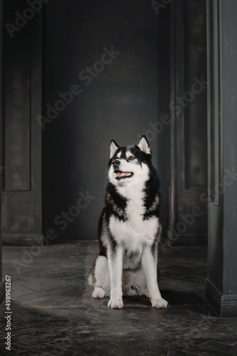 Husky dog in a black interior © OlgaOvcharenko