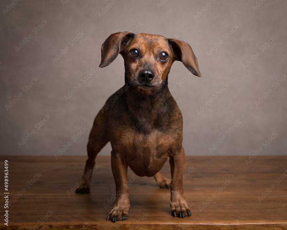 Grumpy little dachshund stands on a rustic wood table in the studio and looks at the camera