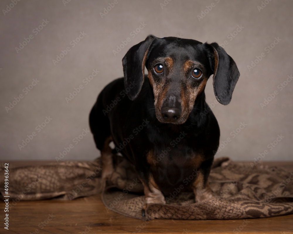 portrait of a black and tan dachshund dog standing on scarf in the studio with tan neutral background