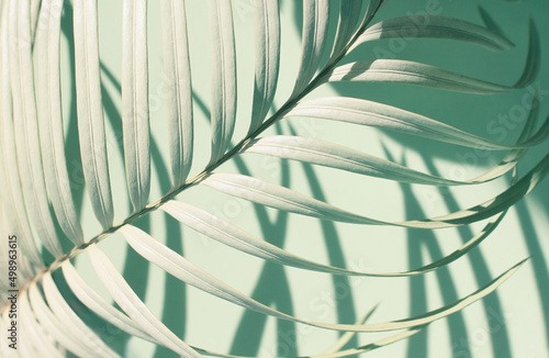 Tropical plant palm leaves blue faded tones pastel natural botanical soft light background
