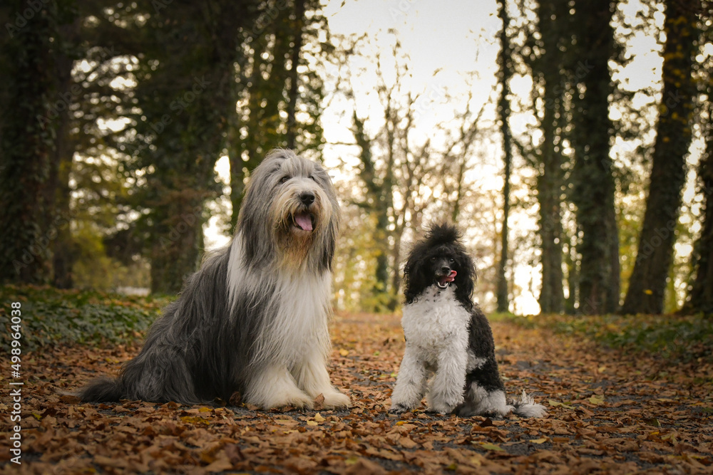 Bearded collie and poodle are sitting in the leaves. They are in nature. Autumn photo. Bearded collie and poodle are sitting in the leaves. They are in nature. Autumn photo.