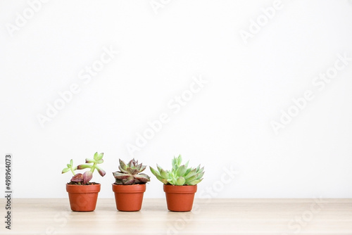 Three beautiful small succulent plants (a Sedum adolphi, Echeveria purpusorum, and a Graptopetalum macdougallii respectively) on wooden desk against white background, decorating home interior