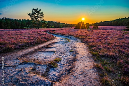 Heidschnuckenweg durch die Misselhorner Heide photo