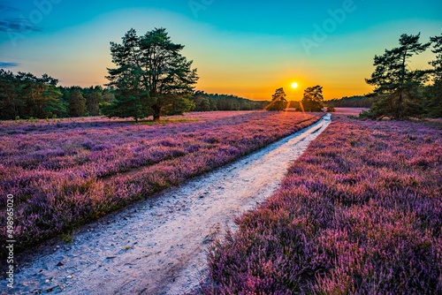 Heidschnuckenweg durch die Misselhorner Heide