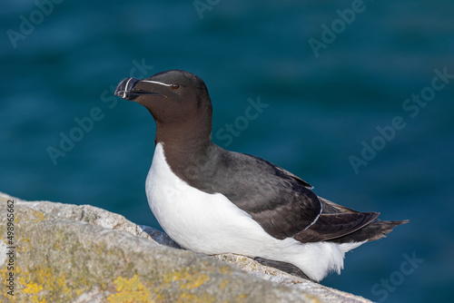 Razorbill