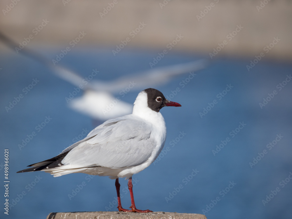 portrait of a white seagull portrait of a white seagull
