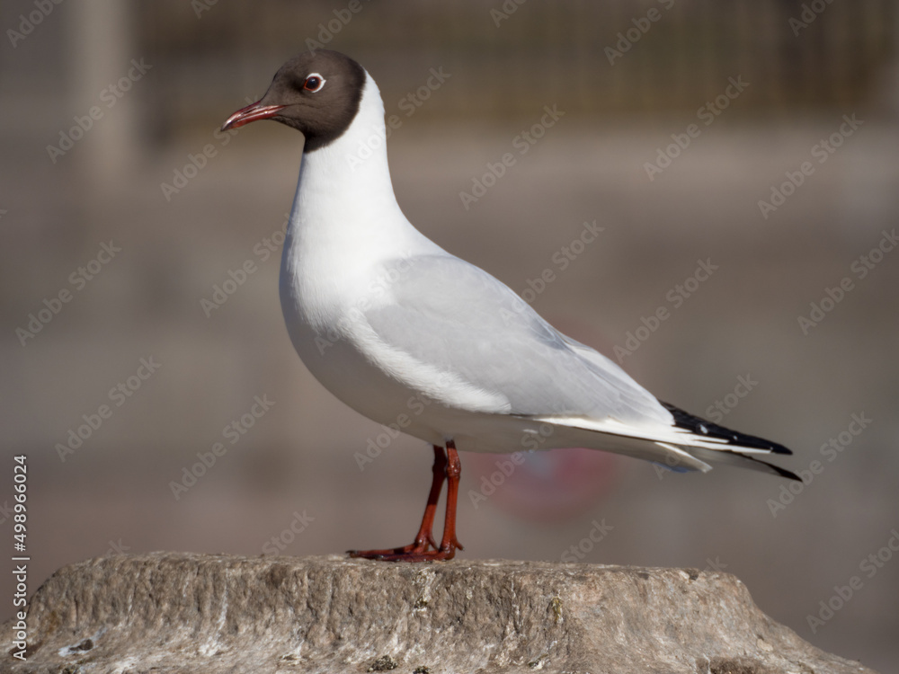 closeup portrait of a white seagull closeup portrait of a white seagull
