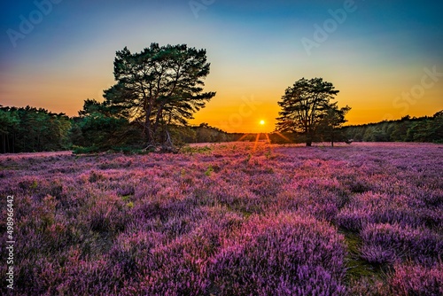 Misselhorner Heide