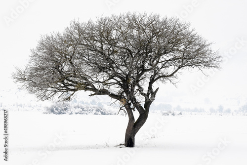 Trees in Winter and Snows