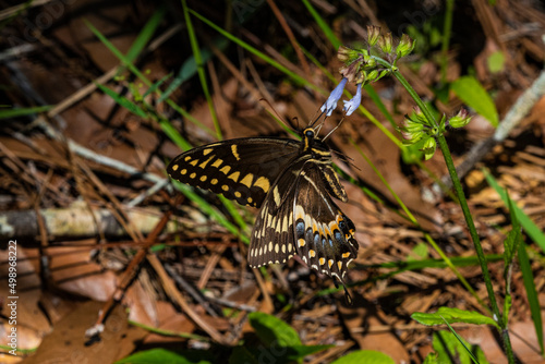 Palamedes Swallowtail (Papilio palamedes) Feeding on Lyreleaf sage (Salvia lyrata)