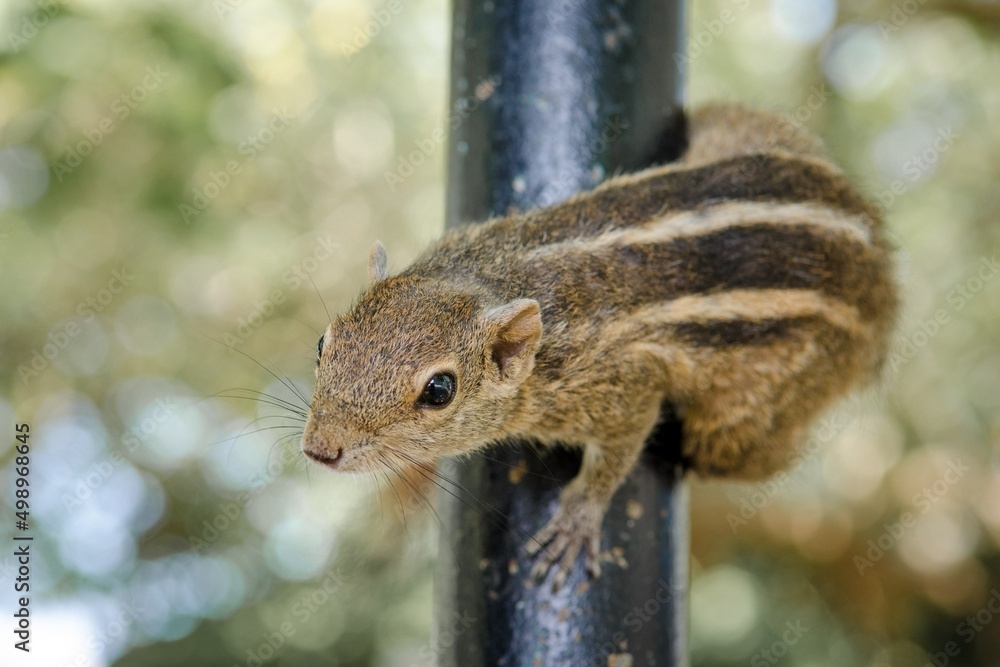 chipmunk in the park